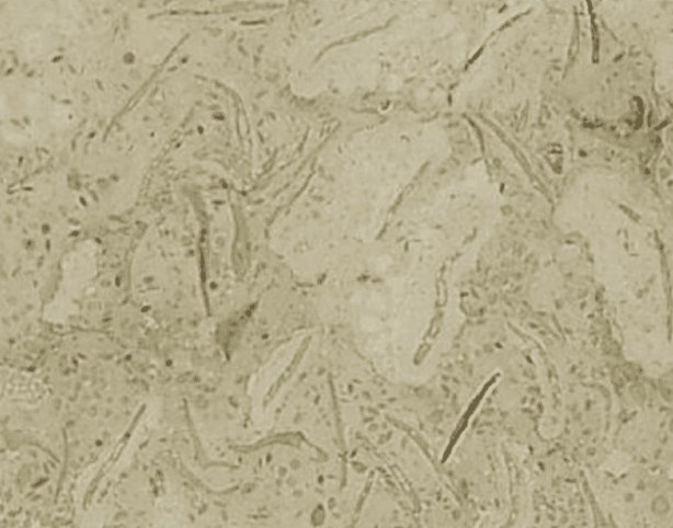 Trevera Marble catalog image
