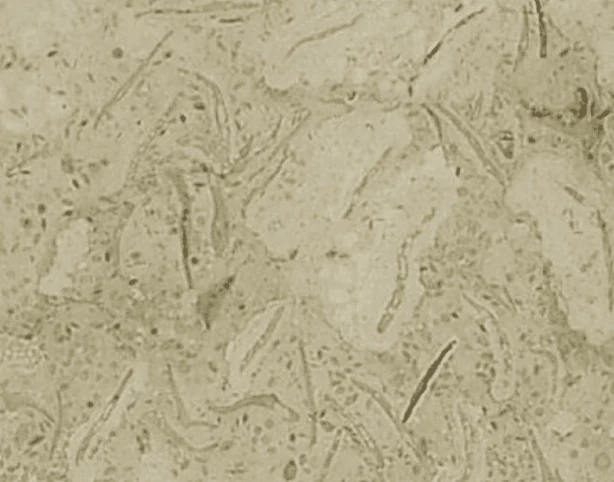 Trevera Marble catalog photograph
